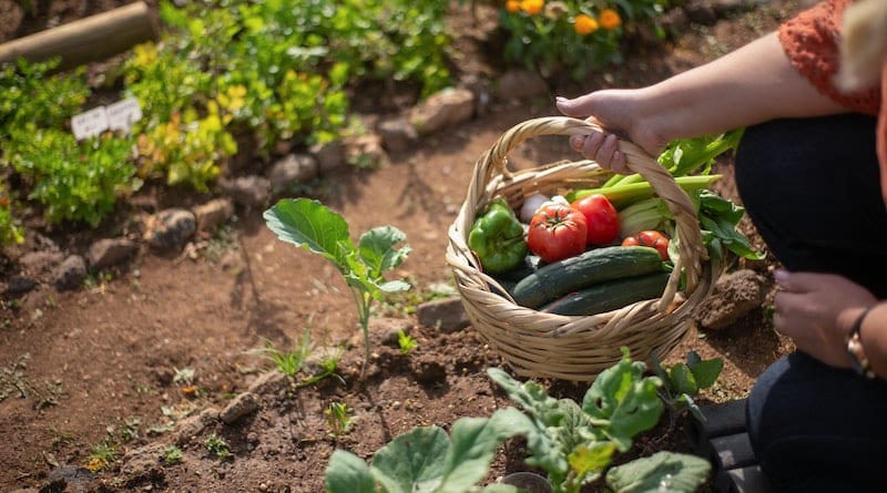 Gardening - Garden